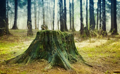 old-tree-stump-covered-moss-coniferous-forest-beautiful-landscape-70069657.jpg